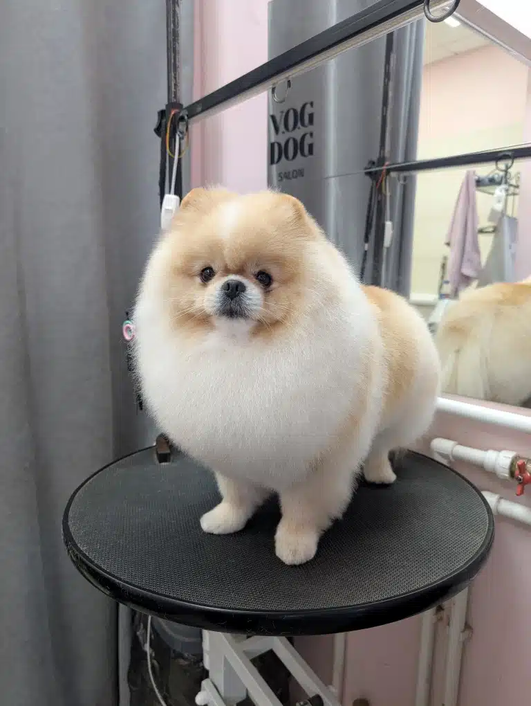 Білий шпіц має світло-руді ділянки шерсті на голові та спині, які мають плавний перехід