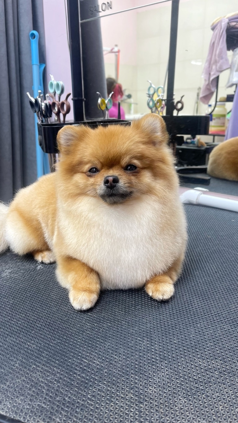 Рудий шпіц з короткою плюшевою шерстю лежить спиною до набору кольорових ножиць