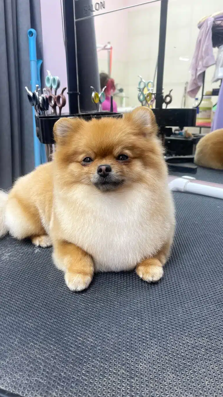 Рудий шпіц з короткою плюшевою шерстю лежить спиною до набору кольорових ножиць