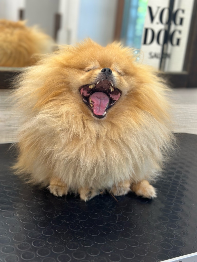 Рудий шпіц демонструє повний ряд зубів у широкій пащі