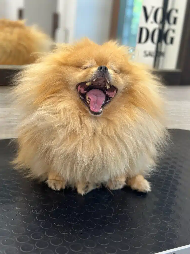 Рудий шпіц демонструє повний ряд зубів у широкій пащі