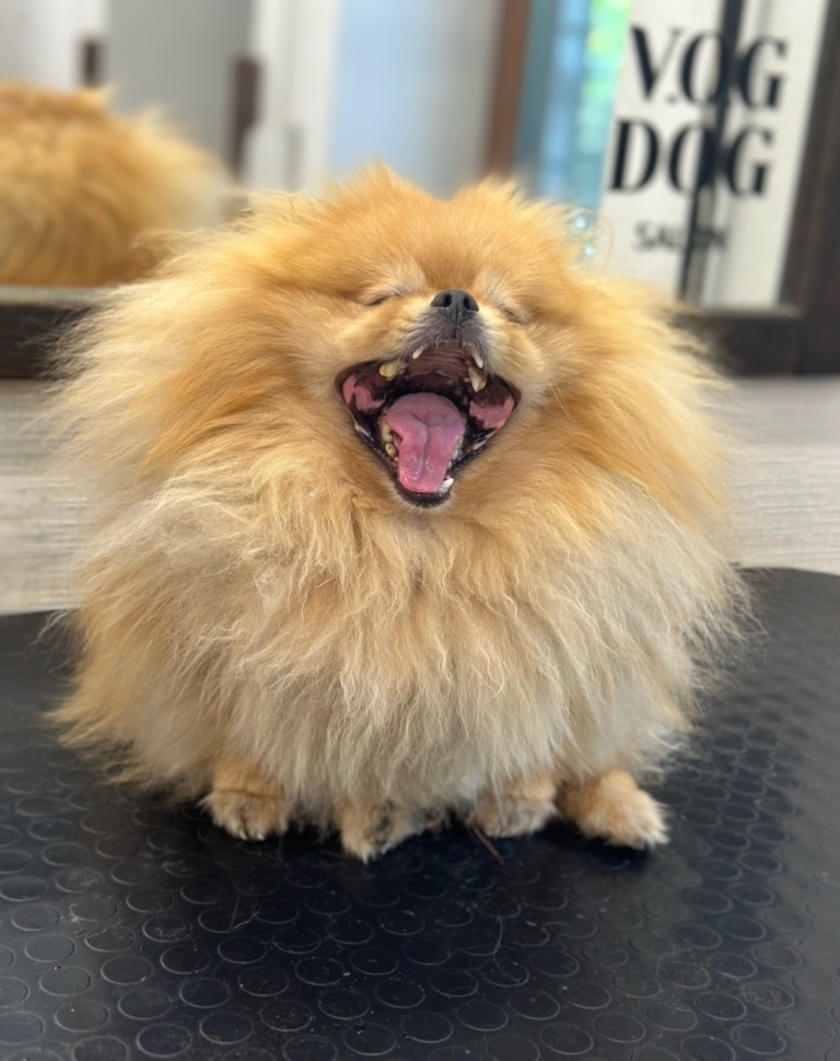 Рудий шпіц демонструє повний ряд зубів у широкій пащі