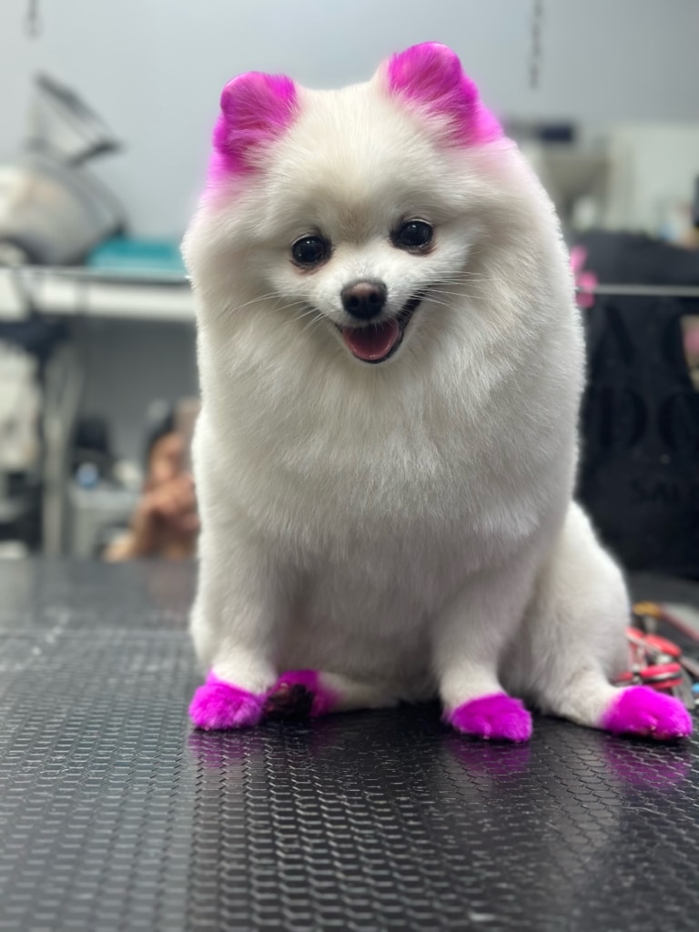 Білий шпіц після грумінгу має яскраво пофарбовану у фіолетовий колір шерсть на вушках та лапках