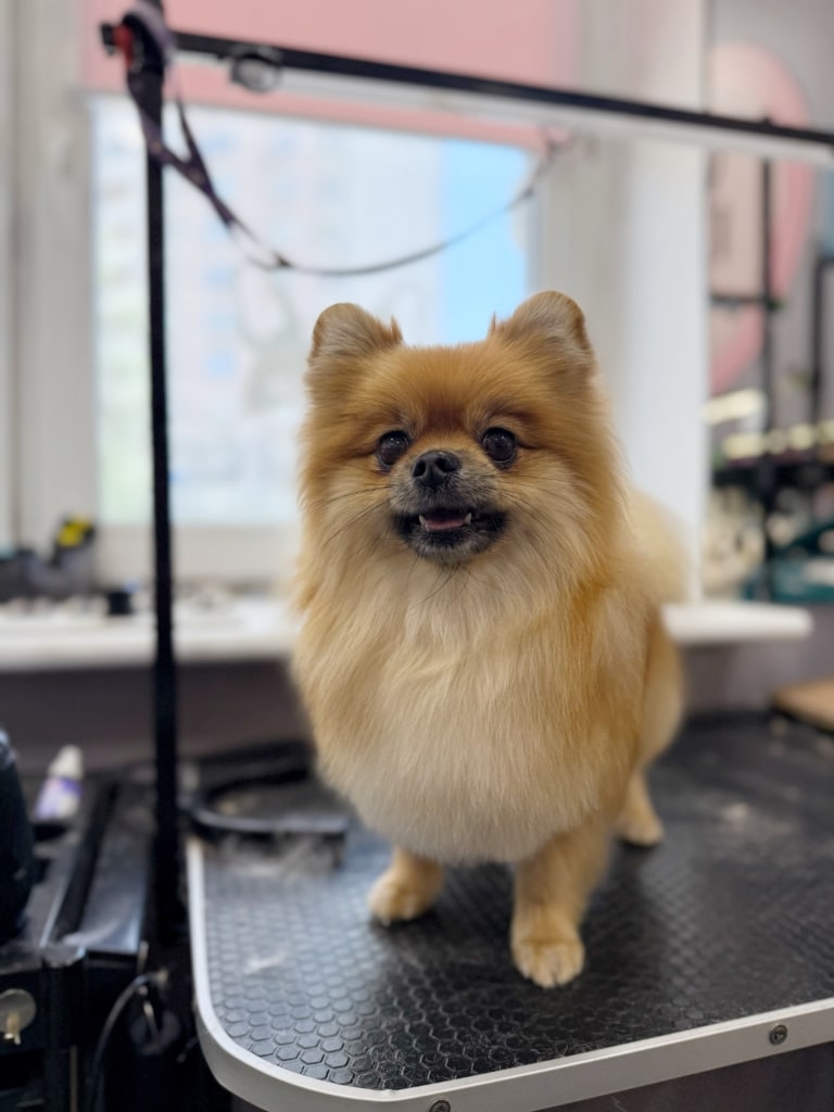 Рудий шпіц з чорними стрілками у зовнішніх кутиках очей має милий вигляд