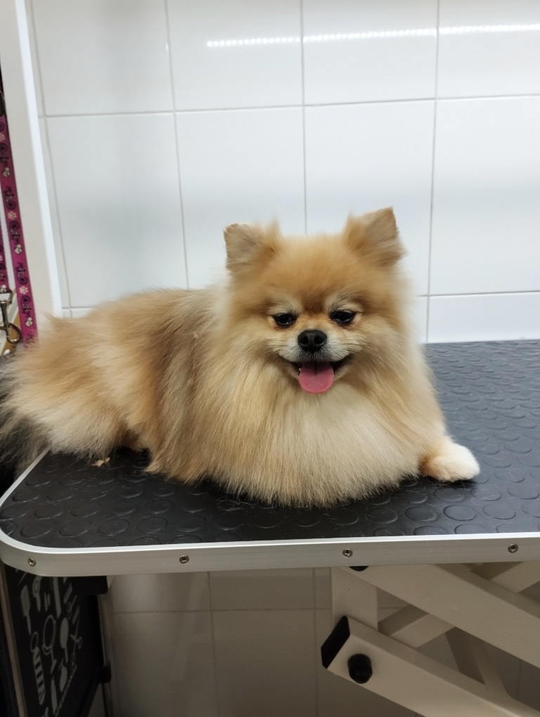 Шпіц з трикутними вушками засинає під час фотографування