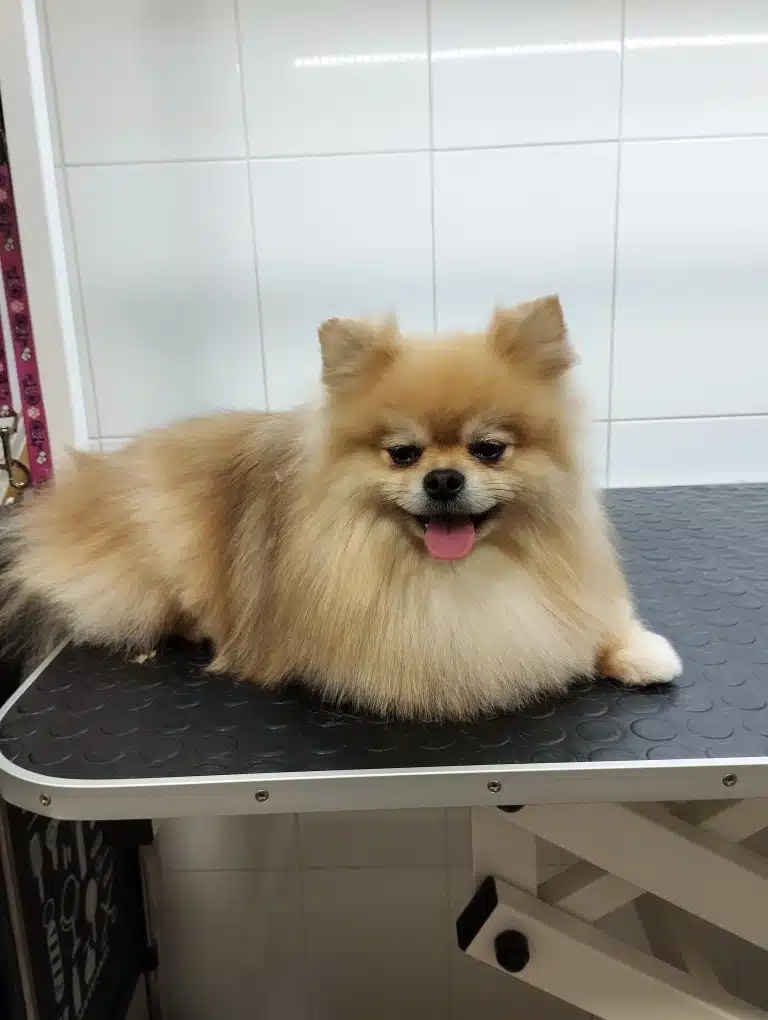 Шпіц з трикутними вушками засинає під час фотографування