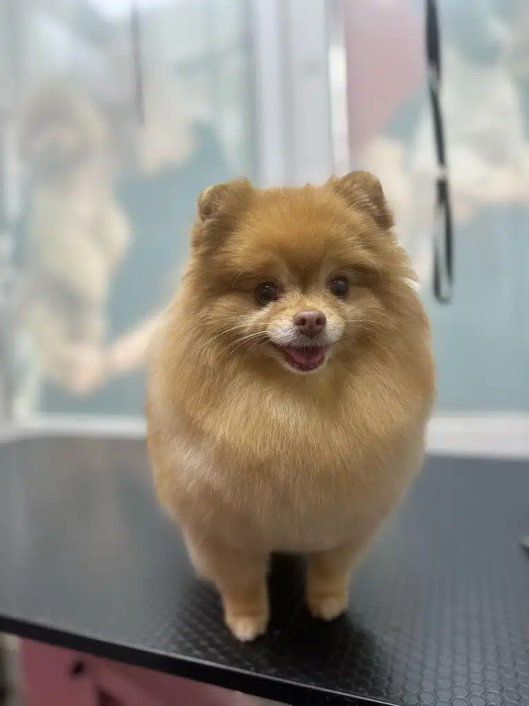 Рудий шпіц з плюшевою шерстю став на чистому чорному столі перед грумером