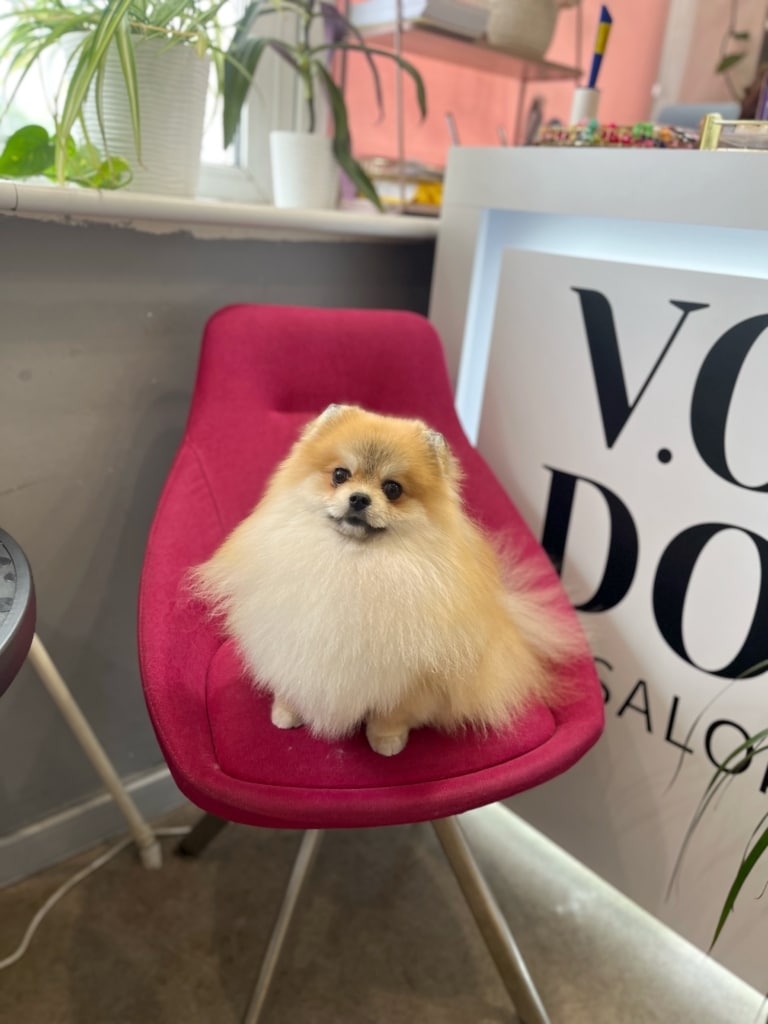 Рудий шпіц з білою грудкою розклав шерсть по всьому малиновому стільцю