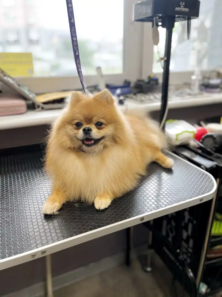 Рудий шпіц посміхається навіть очима після співпраці з грумером