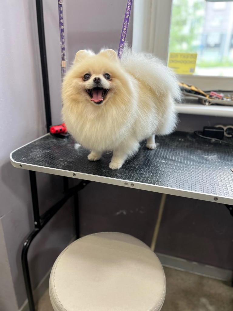 Біля стола з кремовим шпіцом грумер має світлий стілець