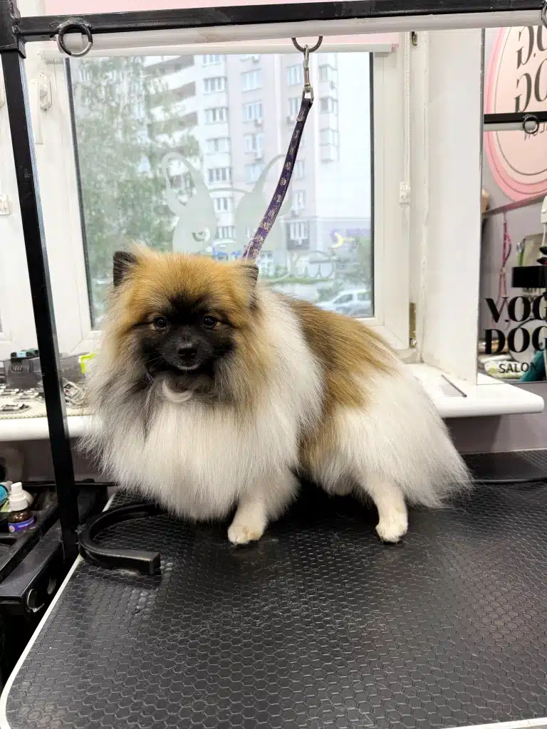 Шпіц з чорною мордою притулився до білого підвіконня для дистанції