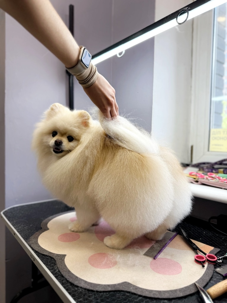 Грумер підняв хвоста кремовому шпіцу, щоб показати стрижку попи