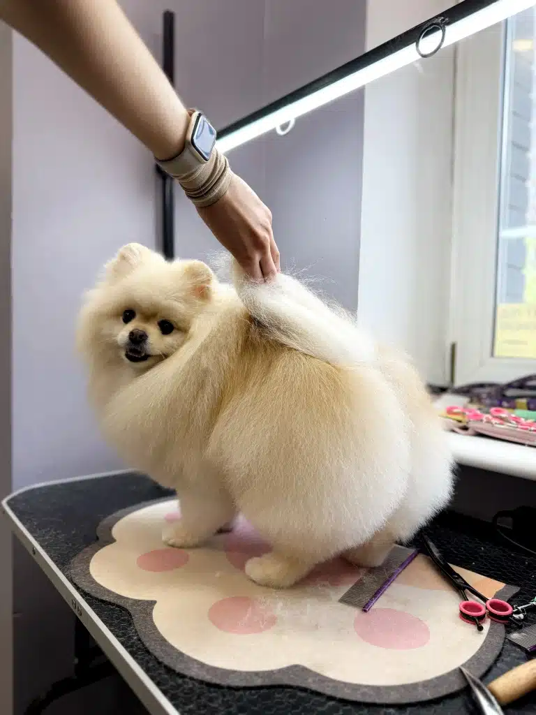 Грумер підняв хвоста кремовому шпіцу, щоб показати стрижку попи