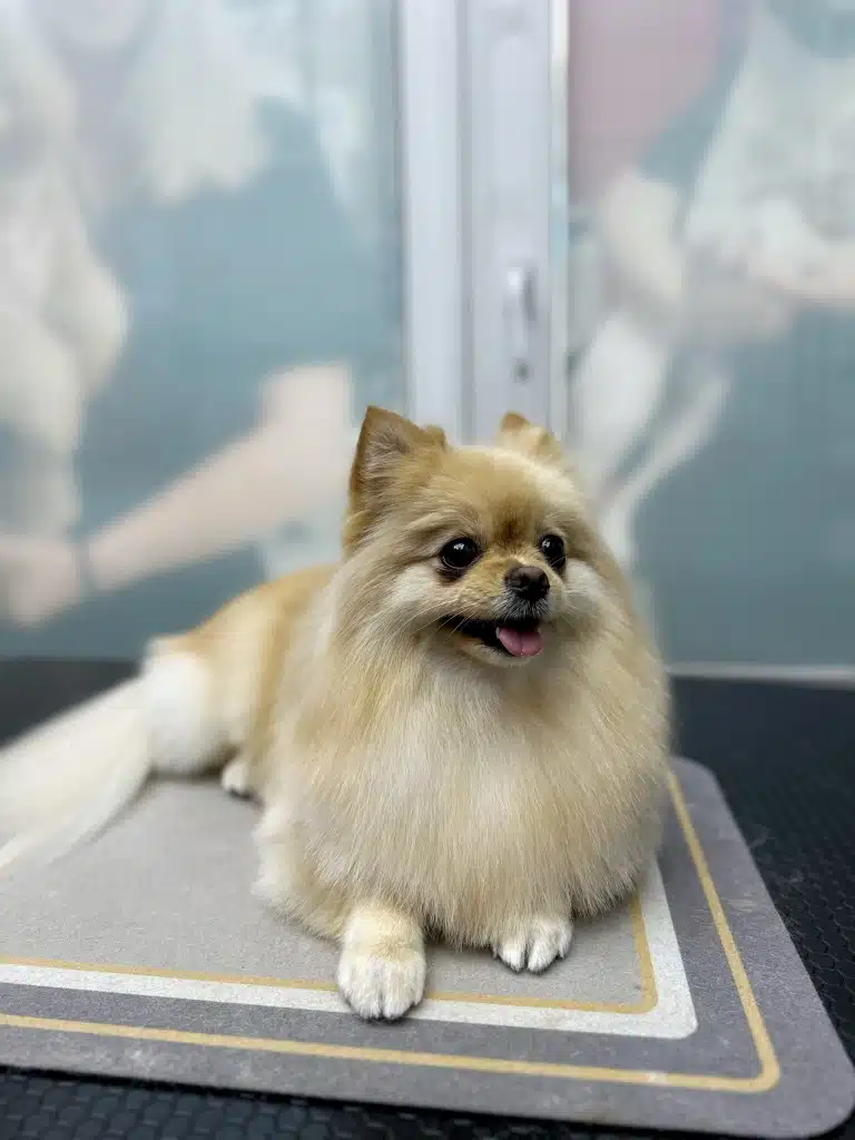 Шпіц має гострі руді вушка та білі лапки, які добре видно на фото