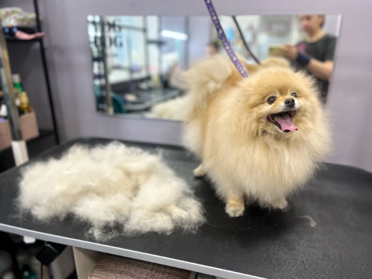 Після вичісування шерсті шпіц готовий до стрижки