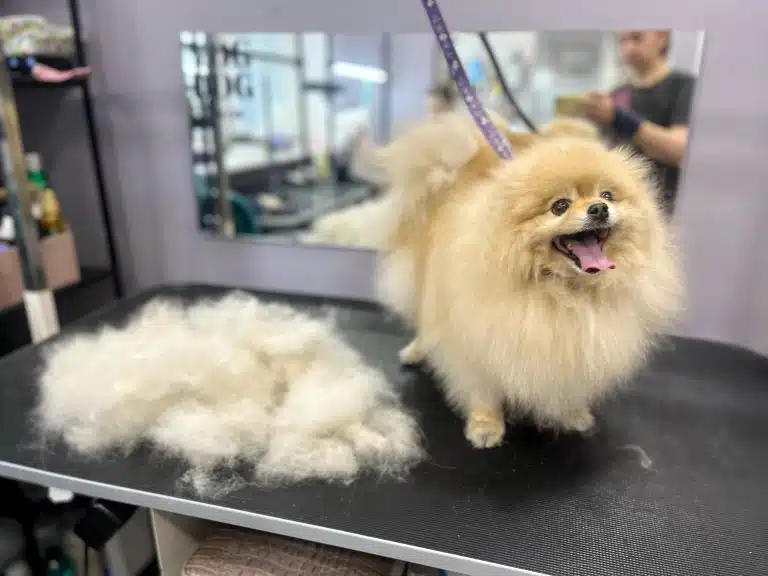 Після вичісування шерсті шпіц готовий до стрижки