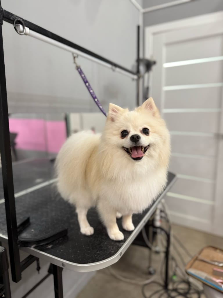 Кремовий шпіц з гострими вушками має задоволений вигляд після стрижки в салоні грумінгу