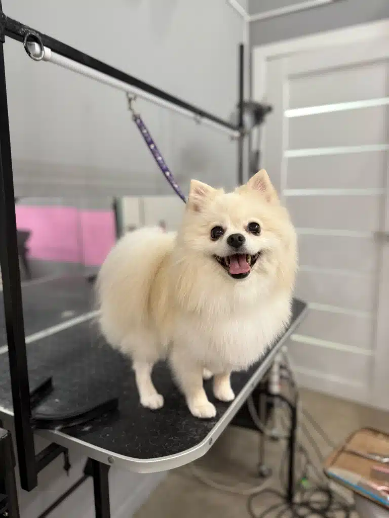Кремовий шпіц з гострими вушками має задоволений вигляд після стрижки в салоні грумінгу
