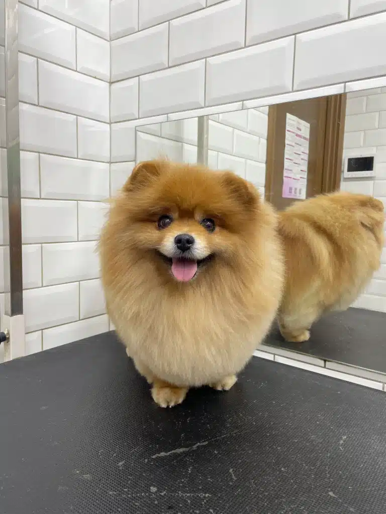 Рудий шпіц притис вуха та став у кутку грумерської на столі