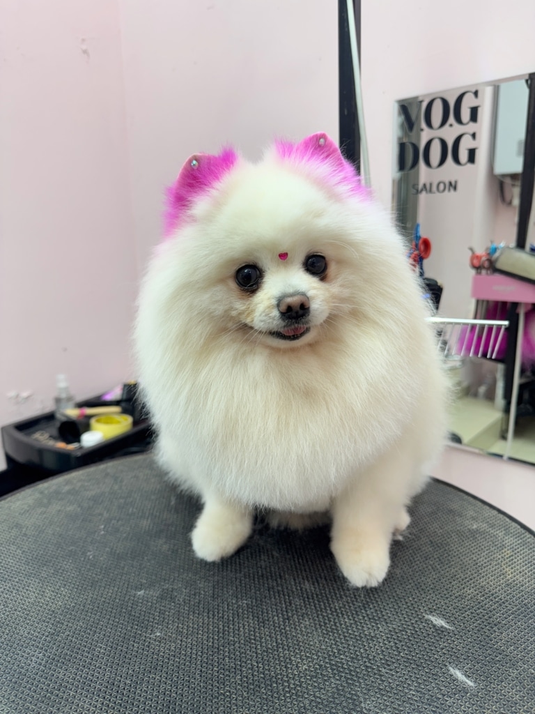 Кремовий шпіц з рожевими вушками має стрази на них та червоне сердечко між очима