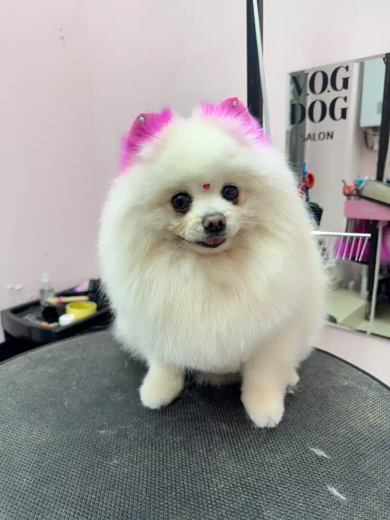 Кремовий шпіц з рожевими вушками має стрази на них та червоне сердечко між очима