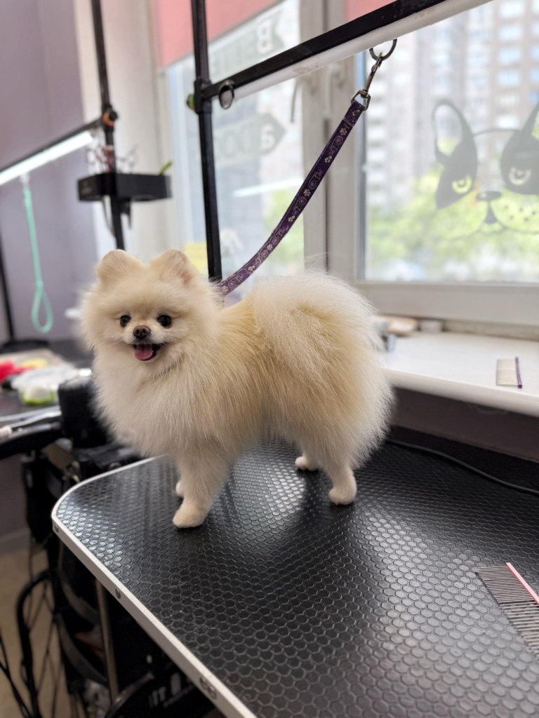 Кремовий шпіц стоїть поповою до вікна, на якому видно наліпку бульдога