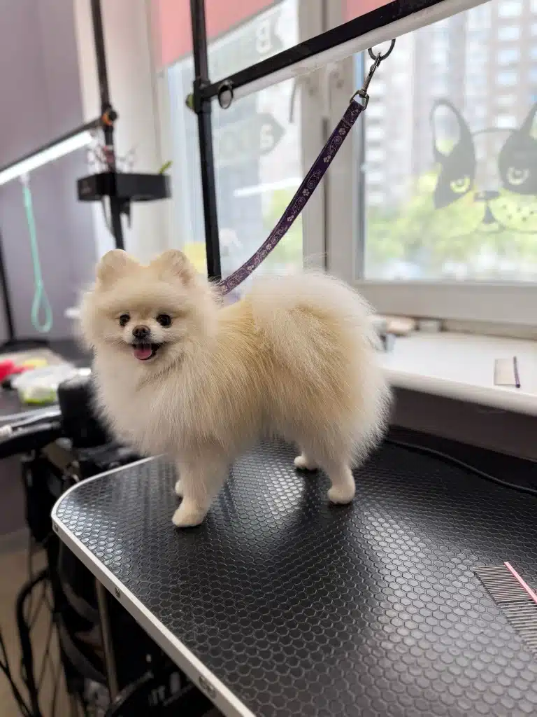 Кремовий шпіц стоїть поповою до вікна, на якому видно наліпку бульдога