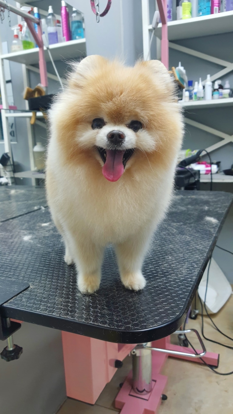 Цуценя шпіца після стрижки має охайний вигляд, хоча підшерстя переважає ость