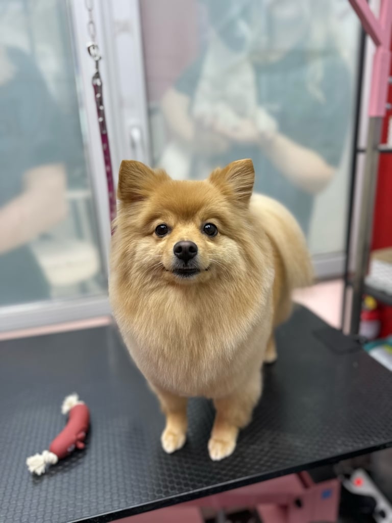 Рудий шпіц має темнуваті брови над очима завдяки темнішій шерсті