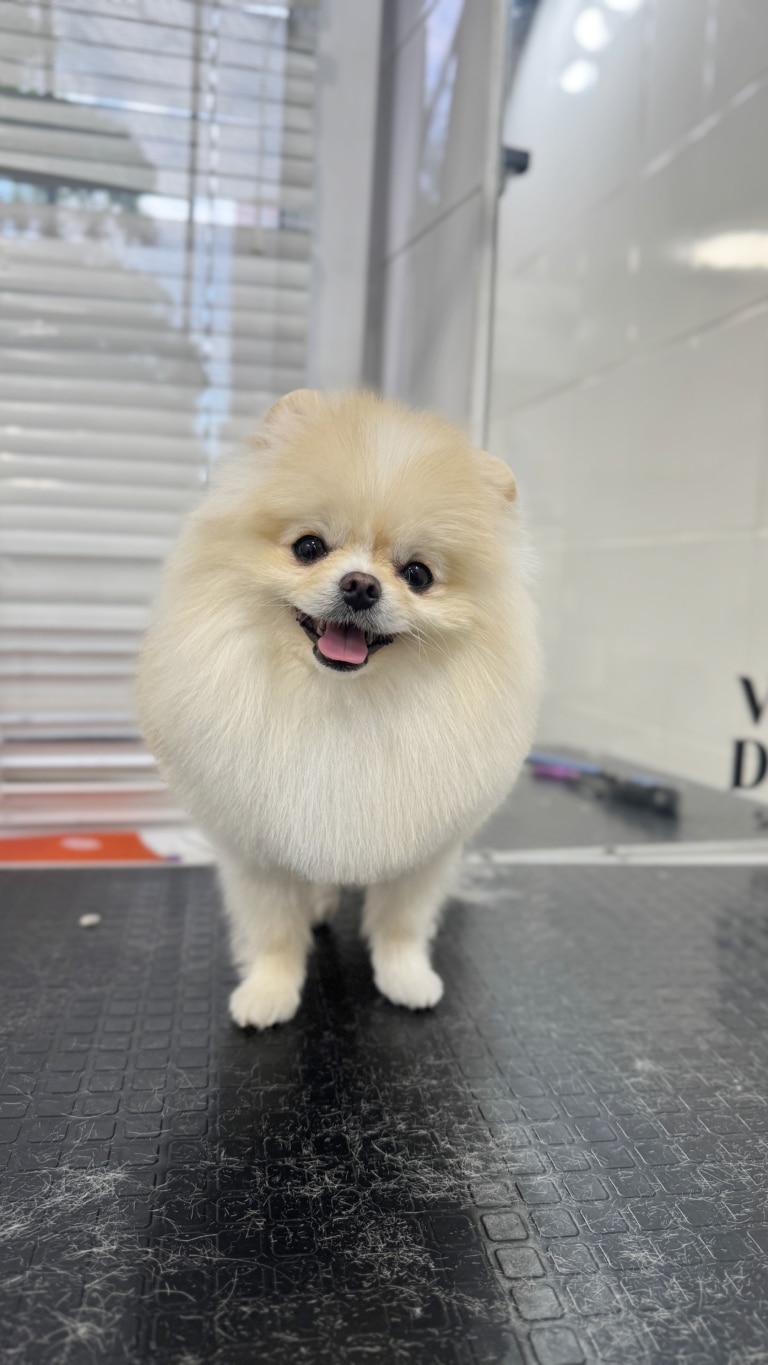 Кремовий шпіц майже злився з білими жалюзі та плиткою на стіні