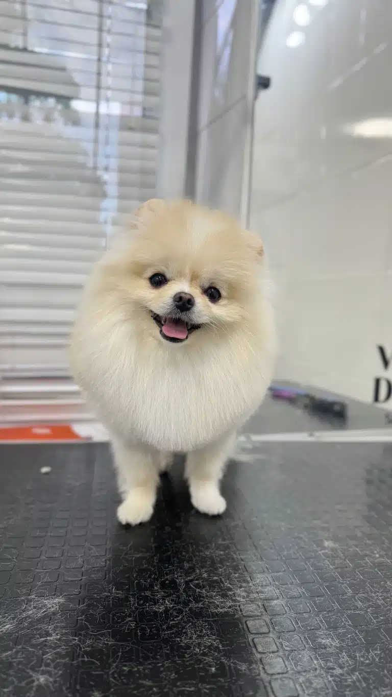 Кремовий шпіц майже злився з білими жалюзі та плиткою на стіні