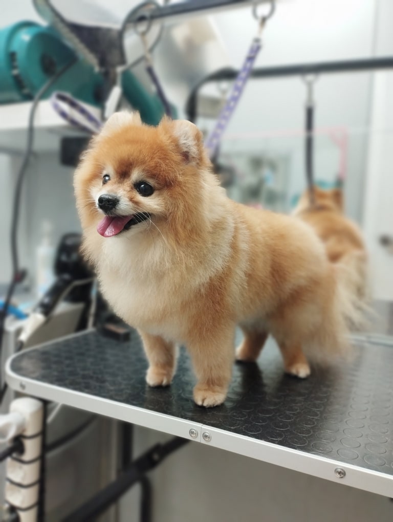 Рудий шпіц з короткою стрижкою має густе підшерстя та мало ості