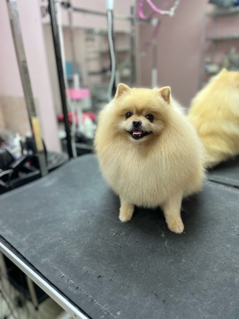 Рудий шпіц сидить на чорній тканині, якою застелили грумерський стіл