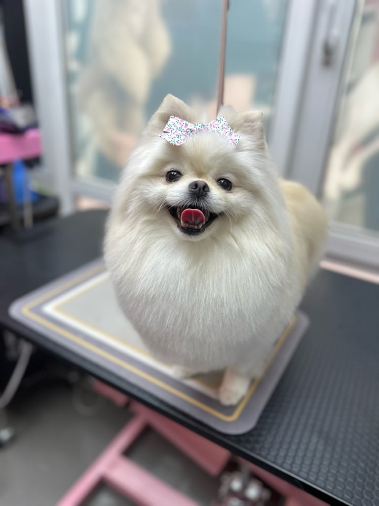 Щасливий білий шпіц на килимку має на голові білого бантика з зеленими та рожевими крапинками