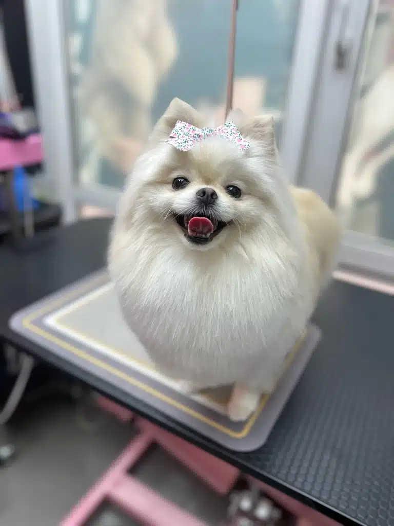 Щасливий білий шпіц на килимку має на голові білого бантика з зеленими та рожевими крапинками