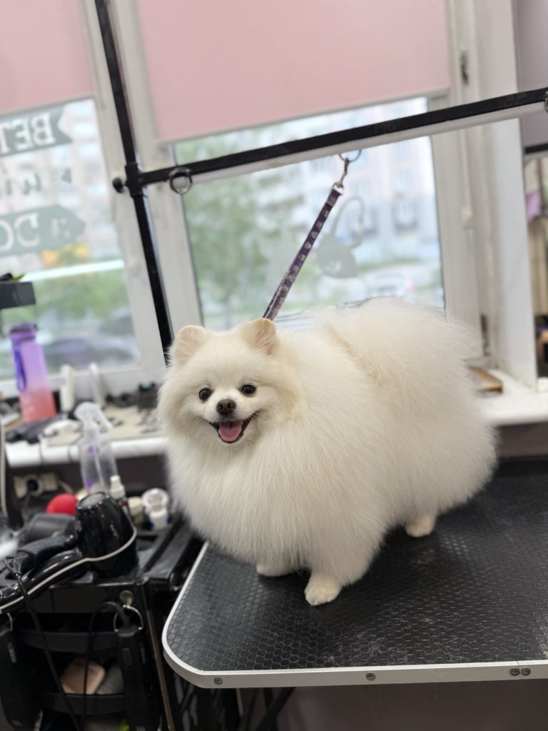 Білий шпіц на грумерському столі зафіксований фіолетовою ринговкою для безпеки