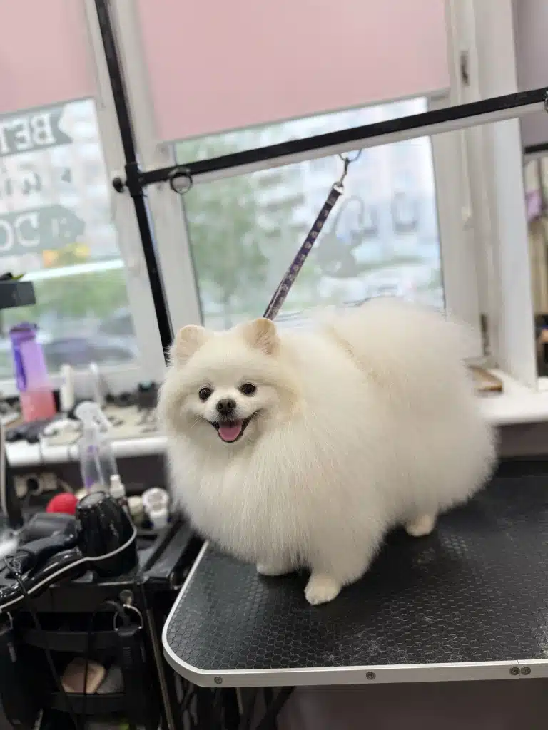 Білий шпіц на грумерському столі зафіксований фіолетовою ринговкою для безпеки