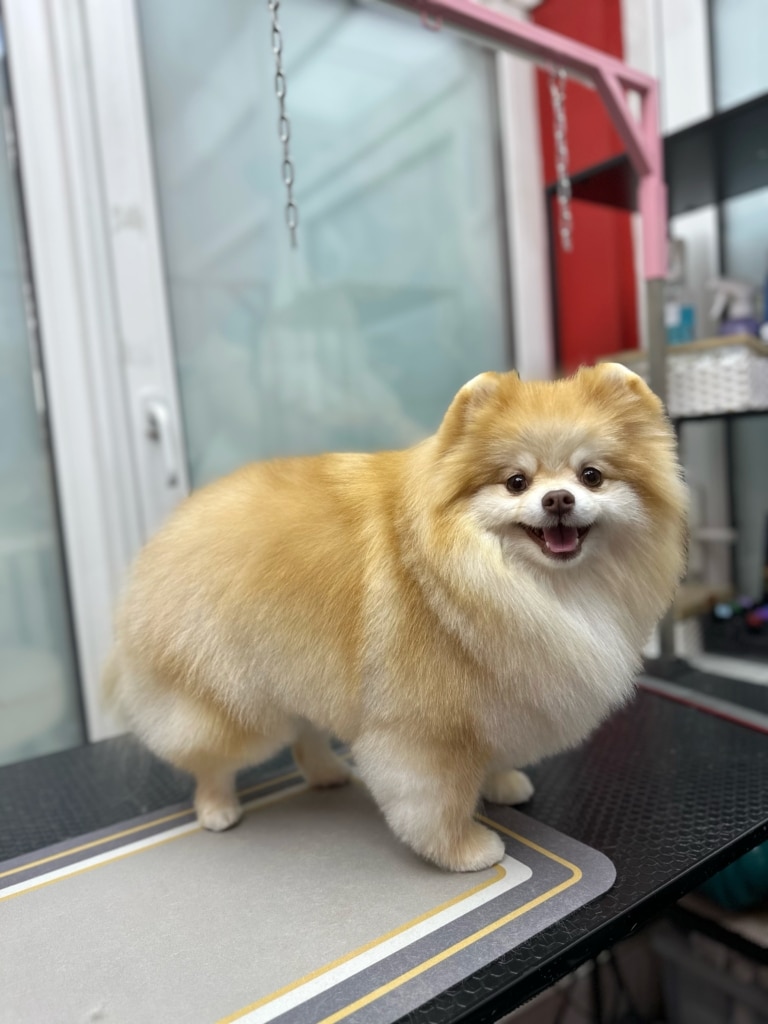 Шпіц з рудою та білою шерстю по всьому тілу має вертикальні смужки по спині