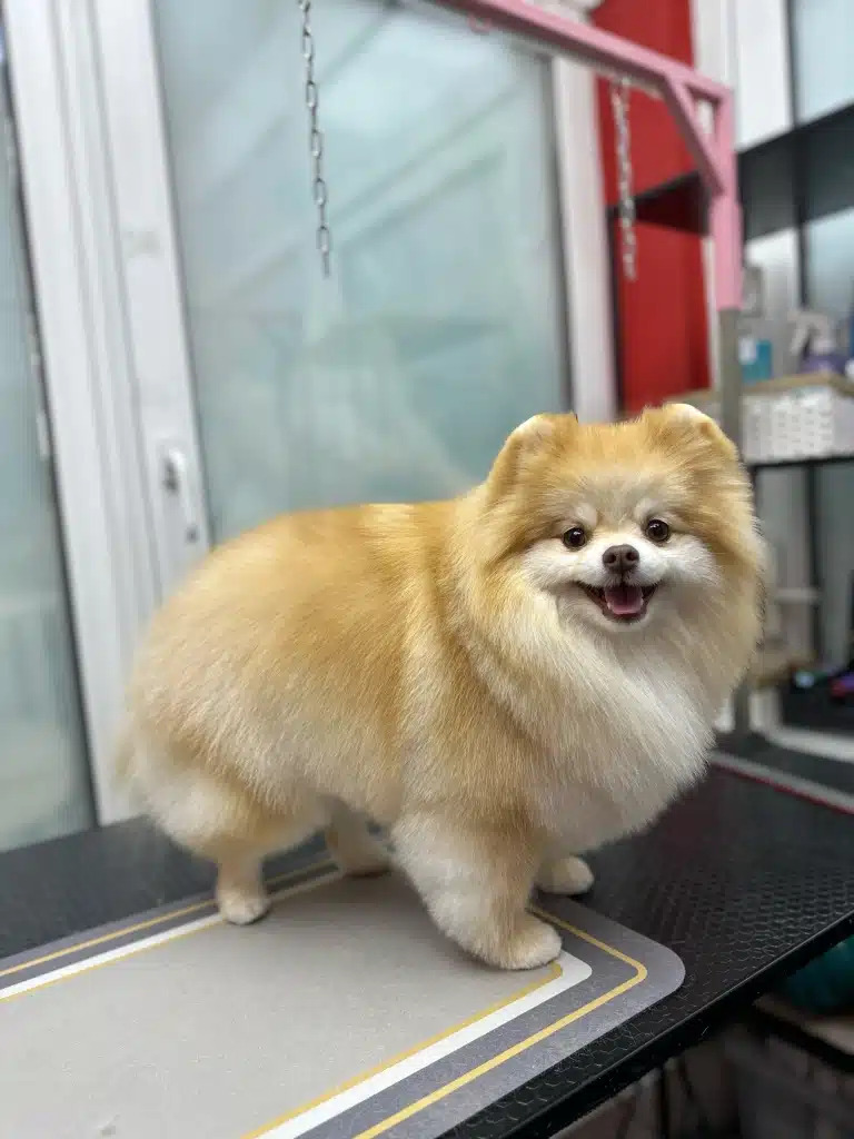 Шпіц з рудою та білою шерстю по всьому тілу має вертикальні смужки по спині