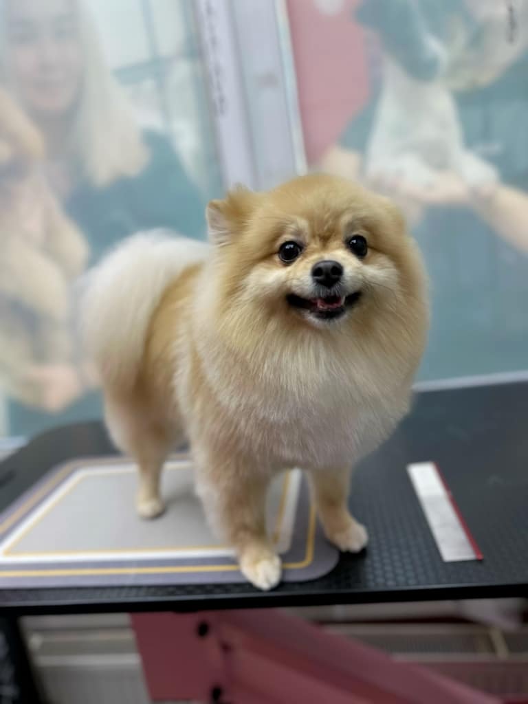 Кремовий шпіц з короткою стрижкою стоїть чотирма лапами на квадратному килимку