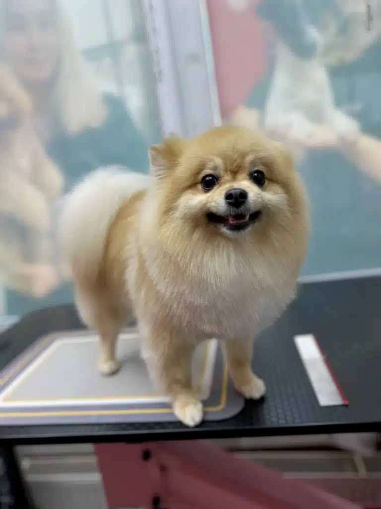 Кремовий шпіц з короткою стрижкою стоїть чотирма лапами на квадратному килимку