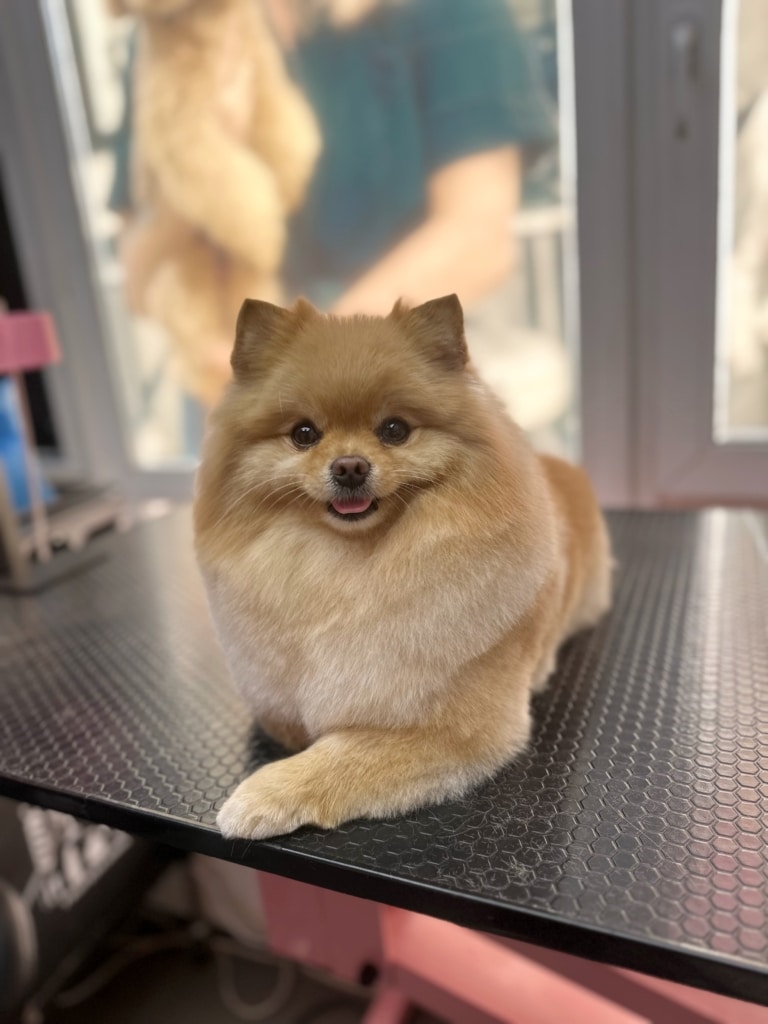 Рудий шпіц з гострими вушками ліг на стіл, висунувши вперед передню лапу