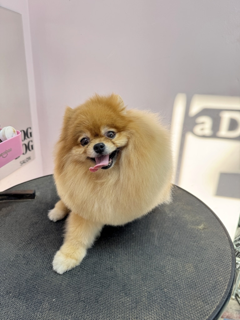 Рудий шпіц одну передню лапу сховав, а іншу максимально витягнув в бік