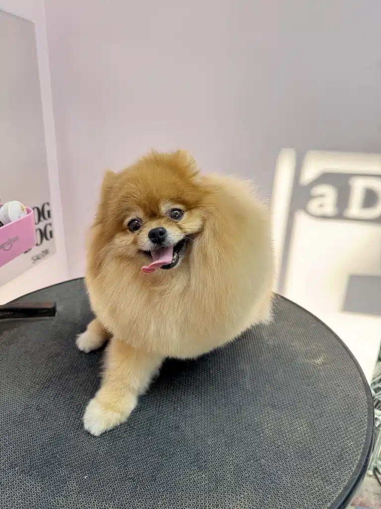 Рудий шпіц одну передню лапу сховав, а іншу максимально витягнув в бік