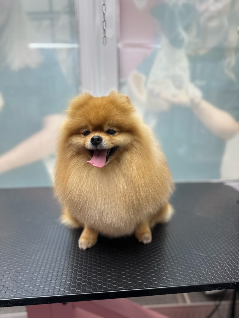 Рудий шпіц з вузькими очима сів попою на великий чорний стіл