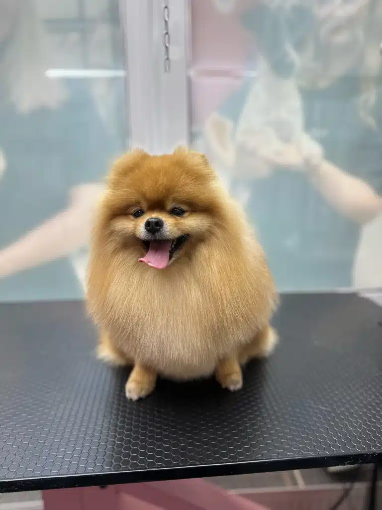 Рудий шпіц з вузькими очима сів попою на великий чорний стіл