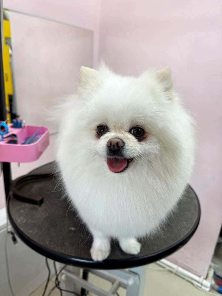 Білий шпіц з чистою шерстю має під очима темні плями від алергії