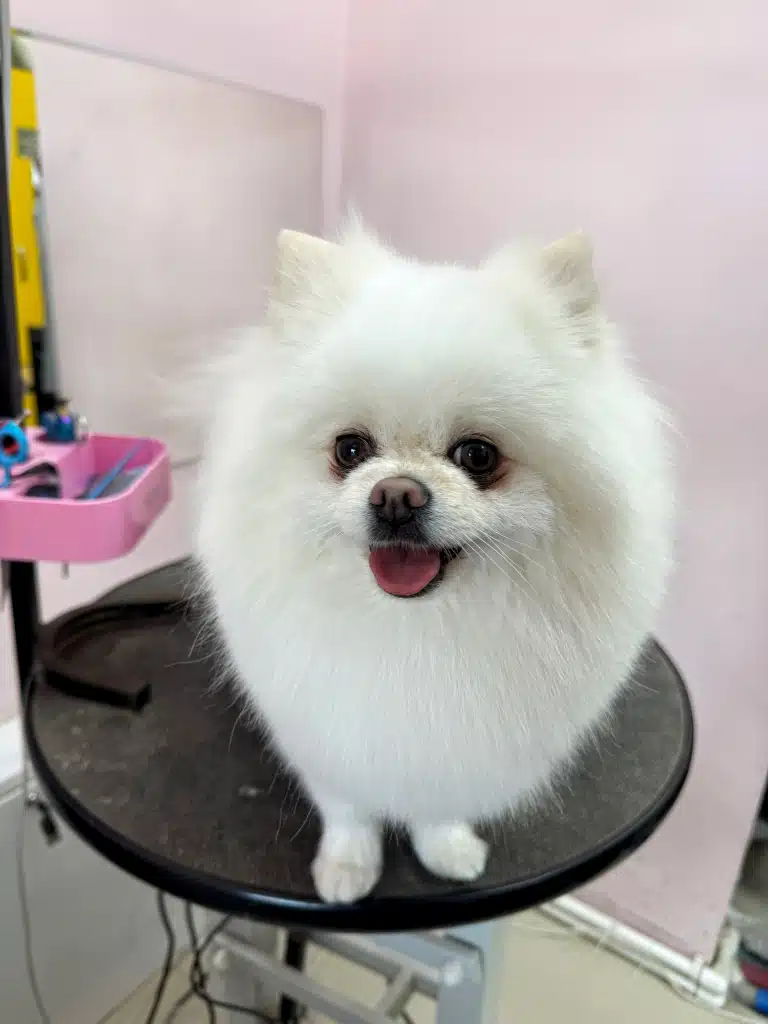 Білий шпіц з чистою шерстю має під очима темні плями від алергії