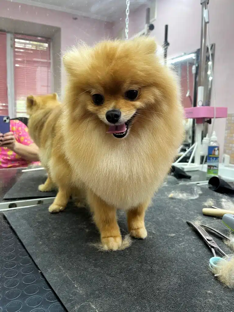 Рудий шпіц спіймав передньою лапою грудку підстриженої шерсті