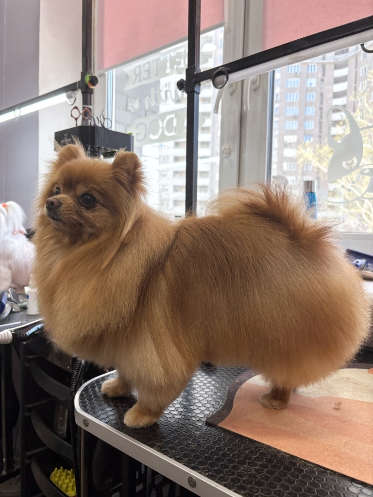 Рудий шпіц з густою шерстю має невеликого хвоста, що піднятий на спину